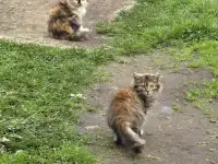 Отдам котят в добрые руки, фотография 2