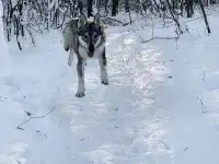 Отдам Чехословацкого влчака, фотография 5