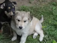 Милые щенки в добрые руки
