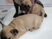 Французский бульдог, фотография 4