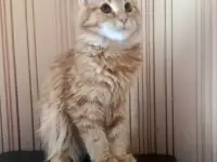 МЕЙН-КУН (КОТЯТА)