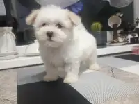 Мальтийской болонки щенки