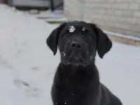 Щенки лабрадора из питомника MercuryPuppy, фотография 2