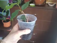 Фикус, фотография 2