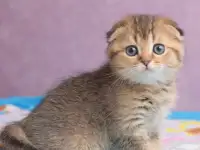 Котята шотландские ЗОЛОТАЯ ШИНШИЛЛА, фотография 2