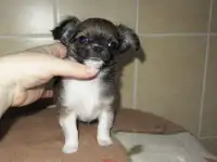 мальчик чихуахуа, фотография 3