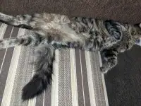 котенок, фотография 3
