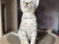 Бенгальский мальчик СЕРЕБРО, фотография 4