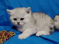 Шотландские котята., фотография 7