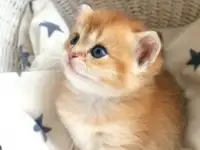 ЗОЛОТАЯ ШИНШИЛЛА шотландские котята