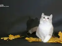 Манчкин  девочка, фотография 5