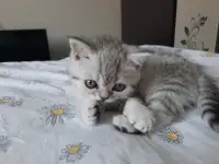Шотландский котёнок, фотография 2