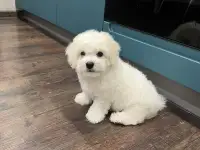 Бишон фризе, фотография 2