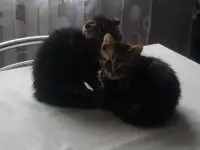 Отдам котят в хорошие руки, фотография 4