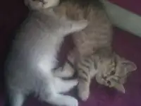 Котята, фотография 2