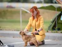 Брюссельского гриффона щенки, фотография 10