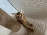 Абиссинские котята, фотография 9