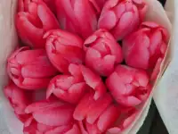 Тюльпаны розовые. Композиции , букеты , микс.