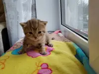 Шотландские котята, фотография 4