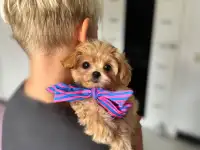Мальтипу ф1 мини и микро элита разведения, фотография 7