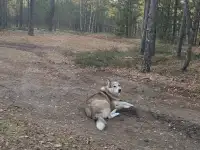 Потерянная собака в лесу в Вилейке