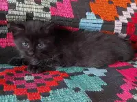 Котята в добрые руки, фотография 2