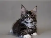 Чистокровные котята мейн-куна, фотография 1