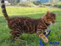 Бенгальские котята питомник родословные, фотография 5