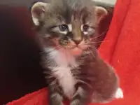 Котята мейн кун