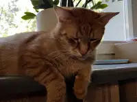 Котик в добрые руки, фотография 10