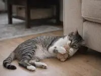 Умный и добрый кот Ромка в дар, фотография 5