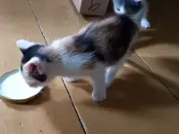 Отдам милых котят в добрые руки, фотография 2