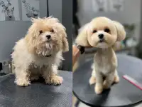 Стрижка собак в Минске