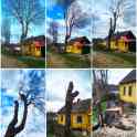 Спилить дерево с помощью альпинистов + скидка!, фотография 4
