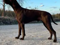 Щенки Немецкий курцхаар, фотография 4