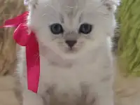 Шотландский котенок, фотография 5
