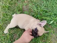Французский бульдог щенки, фотография 2