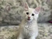 Котята породы Мейн-кун, фотография 8