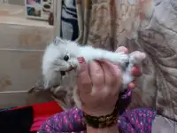 Котята в дар, фотография 9