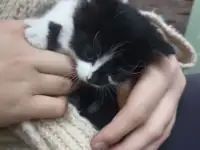 Котята в добрые руки, фотография 2