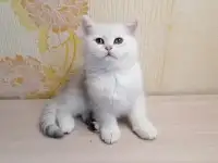 Британский котёнок, фотография 5