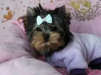 Кукольный щенок Йорка