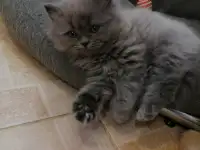 Британские котята, фотография 2