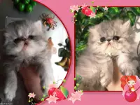 Персидские котята экстремального типа чистокровные. Персы., фотография 12