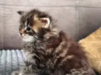 Котята Мейн-кун девочки, фотография 3