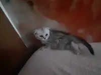 Шотландские  вислоухие котята, фотография 3
