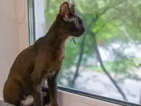 Черная кошечка котенок Фелиция в поисках семьи и дома!, фотография 2