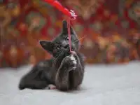 Милейший котеночек Масик мечтает найти семью!, фотография 7