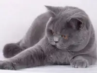 Британский короткошерстный.   Вязка., фотография 4