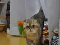 Золотые Шиншилы, фотография 6